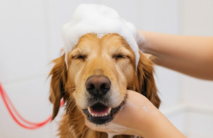 banho-e-tosa-em-porto-alegre