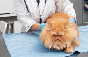 cirurgia-pet-em-porto-alegre