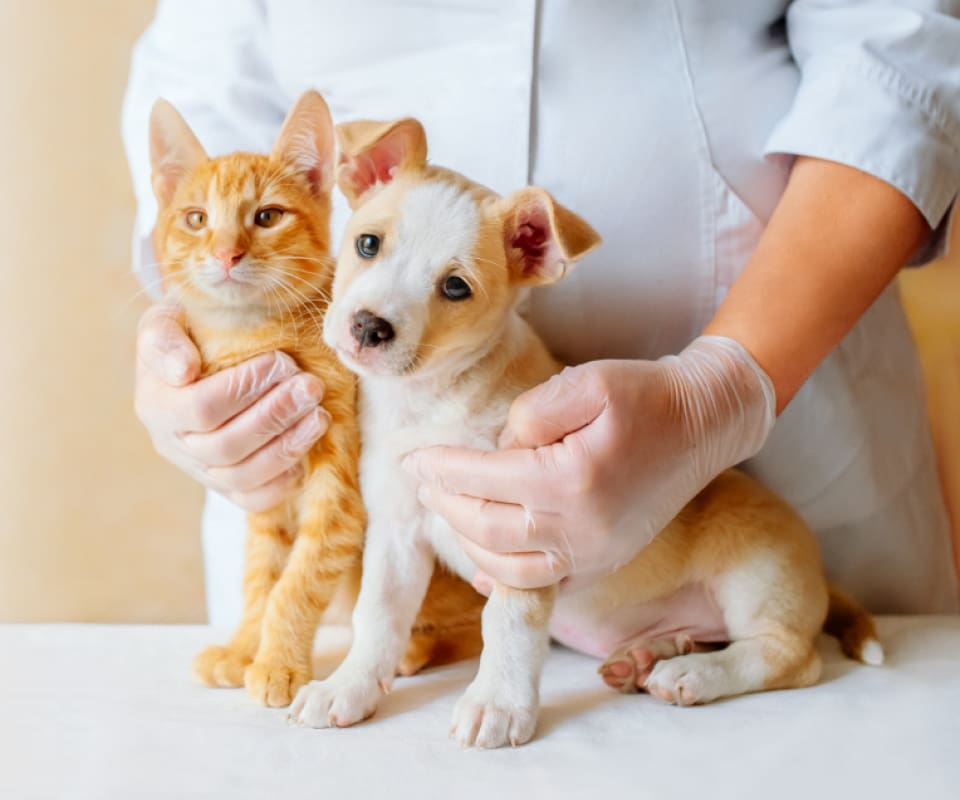 clínica-veterinária-24-horas-para-cães-e-gatos-em-porto-alegre