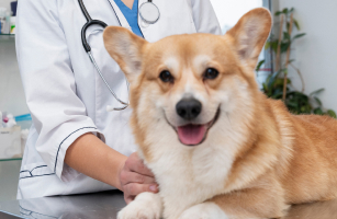 consulta-veterinária-em-porto-alegre