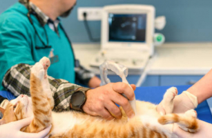 exames-de-imagem-pet-em-porto-alegre