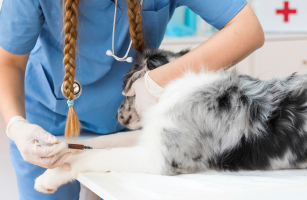 exames-laboratoriais-pet-em-porto-alegre