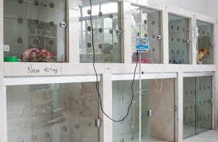 internação-pet-em-porto-alegre