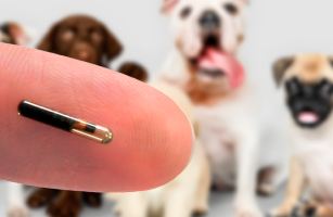 microchip-pet-em-porto-alegre
