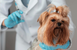 vacinas-pet-em-porto-alegre